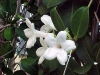 Top rated - gradinar's Gallery Stephanotis_floribunda01.jpg