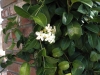 Most viewed - СНИМКИ ОТ САЙТА CVETQ.INFO Stephanotis_floribunda3L__Marie.jpg