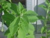 Стевия - Stevia rebaudiana stevia01.jpg