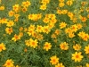 Tagetes7.jpg