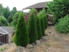 Top rated Thuja_occidentalis.jpg