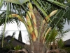 Трахикарпус - Trachycarpus fortunei 141565682AgUyuV_fs.jpg