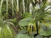 Трахикарпус - Trachycarpus fortunei 15362344SBORIsxWUi_fs.jpg