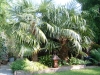 Трахикарпус - Trachycarpus fortunei 2830668450088507646iWIdmf_fs.jpg