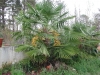 Трахикарпус - Trachycarpus fortunei hellebores070.jpg