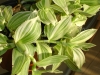 Most viewed 800px-Tradescantia_albiflora_(fluminensis).jpg