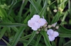 Top rated - СНИМКИ ОТ САЙТА CVETQ.INFO Tradescantia__Snowcap_.jpg