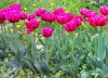 Лале - Tulipa  23_4_2008_1_0_6_tulipa_queen_marvel.jpg