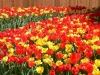 Лале - Tulipa  800px-Tulipa.jpg