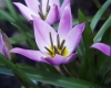 Лале - Tulipa  Tulipa_humilis_4.JPG