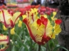 Лале - Tulipa  tulp6-b-3242100.jpg