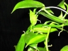 Ванилия - Vanilla Planifolia Vanilla_Planifolia5.jpg