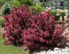 Last additions Weigela5.jpg