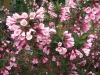 Top rated Weigela9.JPG