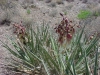 Most viewed yucca_baccata.jpg