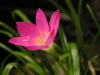 Top rated Zephyranthes_rosea.jpg