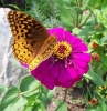 Циния - Zinnia zinnia-withbutterfly.jpg