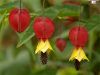 Most viewed abutilon.jpg