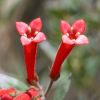 Last additions bouvardia-ternifolia.jpg