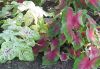 Last additions caladium.jpg