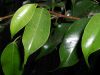 Top rated ficus_benjamina_01.jpg