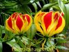 Top rated gloriosa-superba.jpg