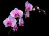 Last comments - cvetar's Gallery phalaenopsis_pink2.jpg