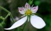 Top rated - СНИМКИ ОТ САЙТА CVETQ.INFO saxifraga_stolonifera_flower.jpg