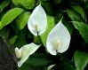 Top rated spathiphyllum.jpg