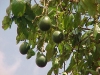Most viewed - Авокадо avocado.jpg