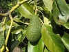 Most viewed - Авокадо avocado2.jpg