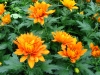 Хризантема - Chrysanthemum chrysanthemum.jpg