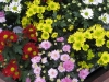 Most viewed - СНИМКИ ОТ САЙТА CVETQ.INFO chrysanthemum_4309.jpg