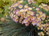 Most viewed - СНИМКИ ОТ САЙТА CVETQ.INFO chrysanthemum_willswonderful1.jpg