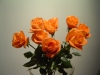 Last additions - Роза - Rose rose.jpg