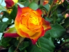 Top rated - Роза - Rose rose1.jpg