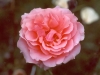Top rated - Роза - Rose rose6.jpg