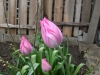 Лале - Tulipa  Lale.jpg