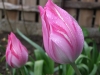 Лале - Tulipa  Lale1.jpg