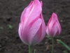 Лале - Tulipa  Lale2.jpg