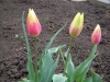 Лале - Tulipa  Lale4.jpg