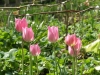 Лале - Tulipa  Lale5.jpg