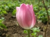 Лале - Tulipa  Lale8.jpg