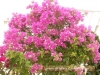 Most viewed flora-burgas-2010-gradina-zamakat_(37).JPG