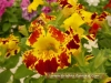 Most viewed flora-burgas-2010-gradina-zamakat_(52).JPG