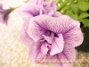 Top rated flora-burgas-2010-gradina-zamakat_(56).JPG
