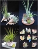 Top rated - riguha's Gallery air-plant.jpg