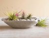 Top rated airplant1.jpg