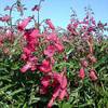 Penstemon-Garnet2.jpg