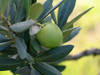 olive3.jpg